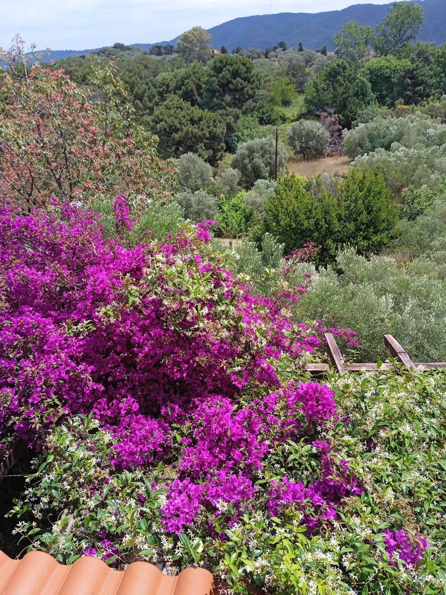 Villa Butterfly Nea Roda Zewnętrze zdjęcie
